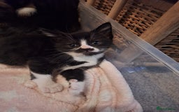 Domestic Shorthair cats for sale: 2 different litters,both mothers can be seen  - Image 2