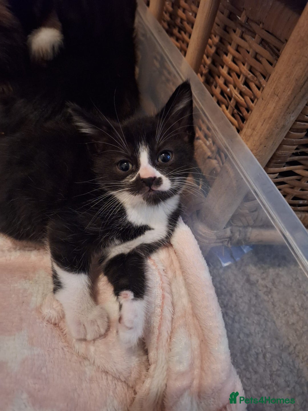 Domestic Shorthair cats for sale: 2 different litters,both mothers can be seen  - Image 2