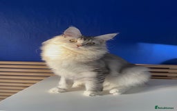 Maine Coon cats for sale: Beautiful Bonded Maine Coon Pair + Single. - Image 6