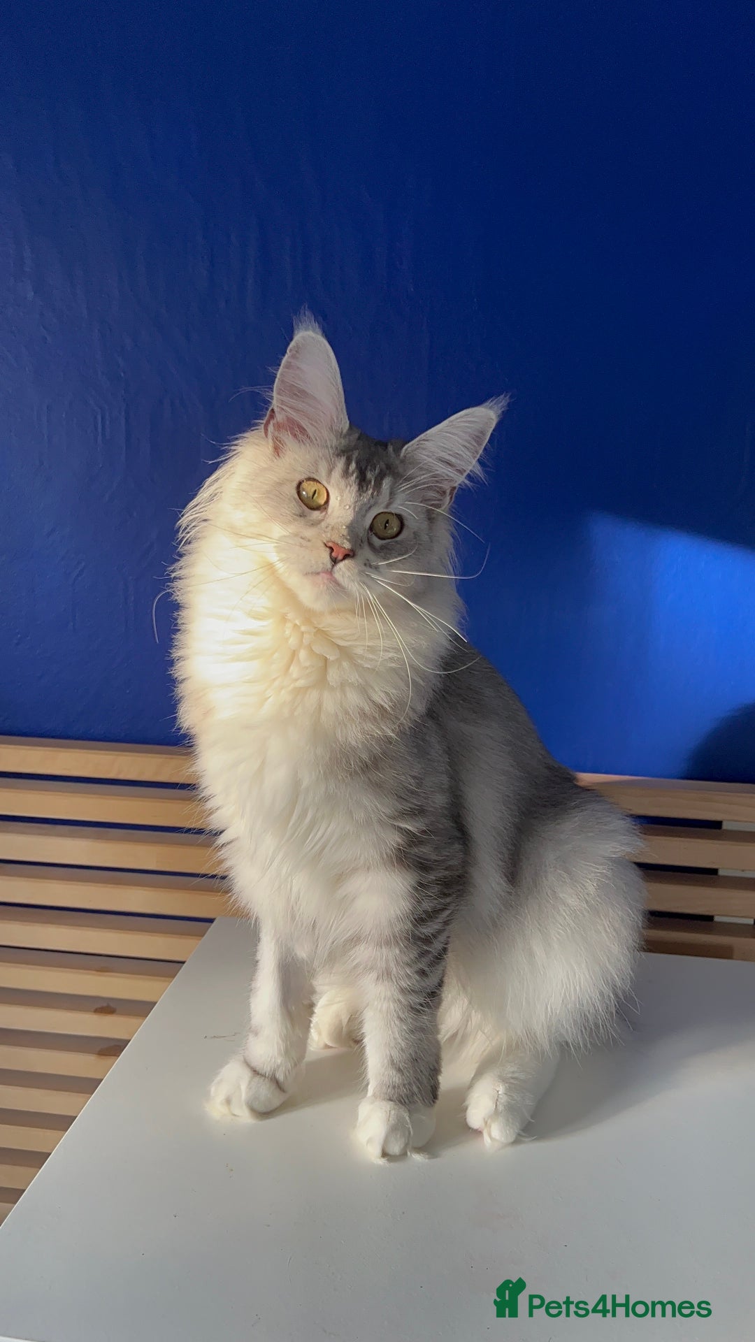 Maine Coon cats for sale: Beautiful Bonded Maine Coon Pair + Single. - Image 6