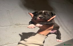 Staffordshire Bull Terrier dogs for sale: Staffordshire bull terrier pups - Image 3