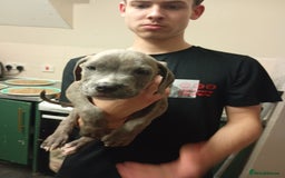 Mixed Breed dogs for sale: Mastiff cross  - Image 31