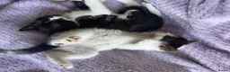 Mixed Breed cats for sale: Beautiful kitten ready for a new home - Advert 10