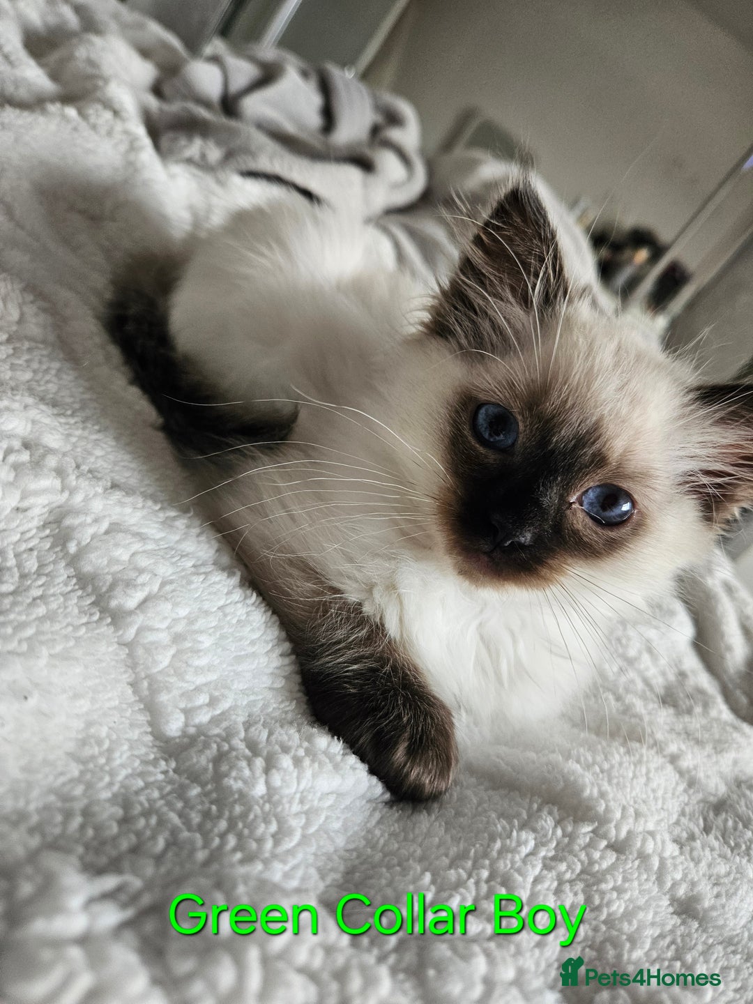 Ragdoll cats for sale: 5 Ragdoll Kittens 😻 READY NOW - Image 7
