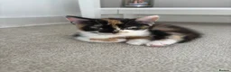 Mixed Breed cats for sale: Fluffy tricolour calico kittens in Derby - Advert 12