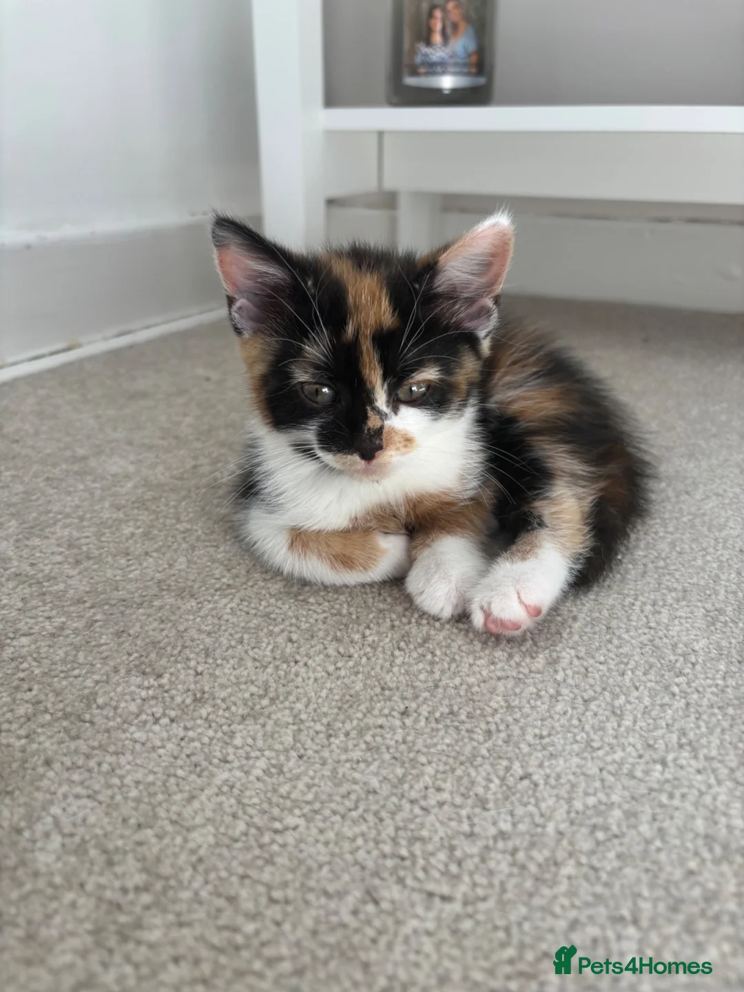 Mixed Breed cats for sale: Fluffy tricolour calico kittens in Derby - Advert 12