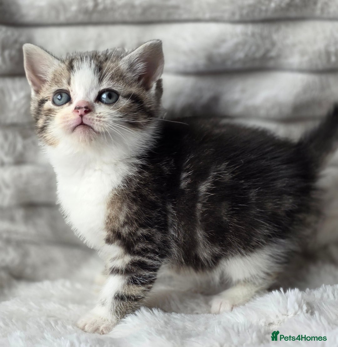 British Shorthair cats for sale: Gorgeous British Short-hair cross Kittens  - Image 15