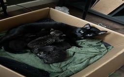 British Shorthair cats for sale: 5 black & Tabby kittens for Sale  - Image 1