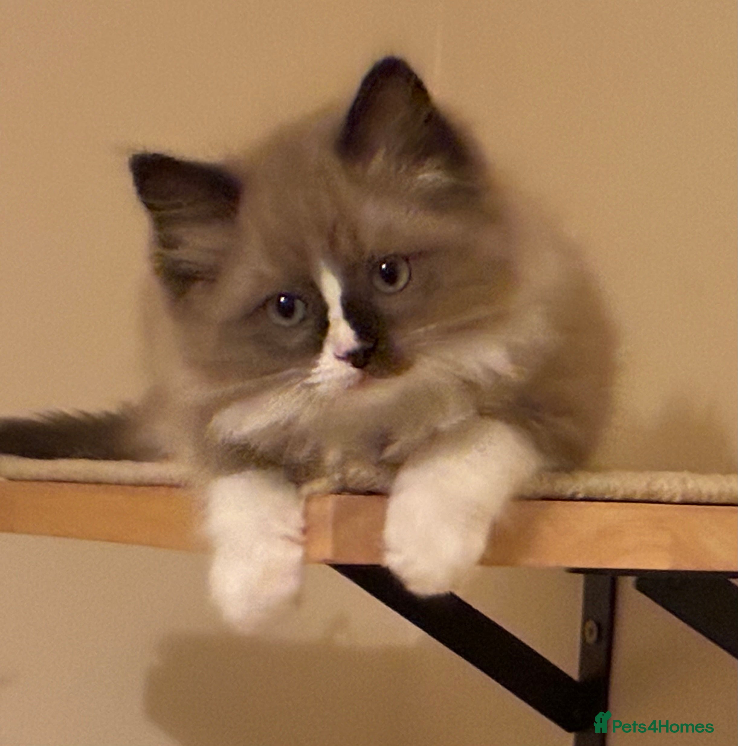 Ragdoll cats Tica registered Mink Ragdolls (cherubims) - Advert 10