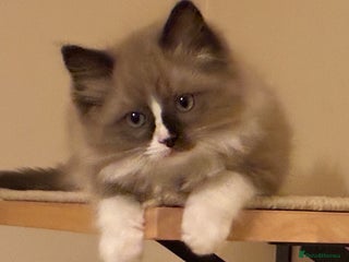 Ragdoll cats Tica registered Mink Ragdolls (cherubims) - Advert 10