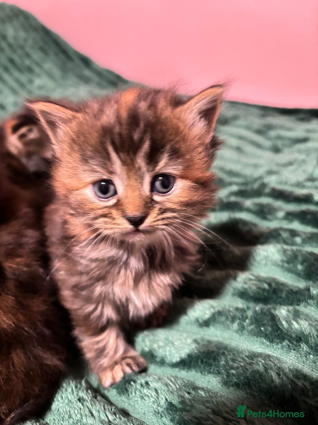 Scottish Fold cats for sale: Scottish fold long hair - Advert 24