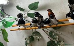 Finches birds for sale: Finches / mannikins / siskins / parrot finch  - Advert 1