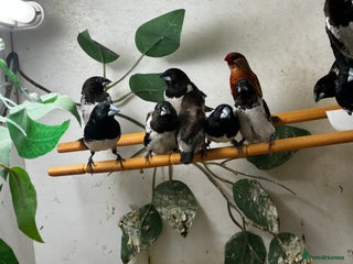 Finches birds Finches / mannikins / siskins / parrot finch - Advert 3