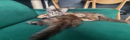 Maine Coon cats for sale: TICA REG. MAINE COON KITTENS  - Advert 13