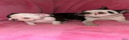 Boston Terrier dogs for sale: Boston Terrier Puppies  in Llanelli - Advert 1