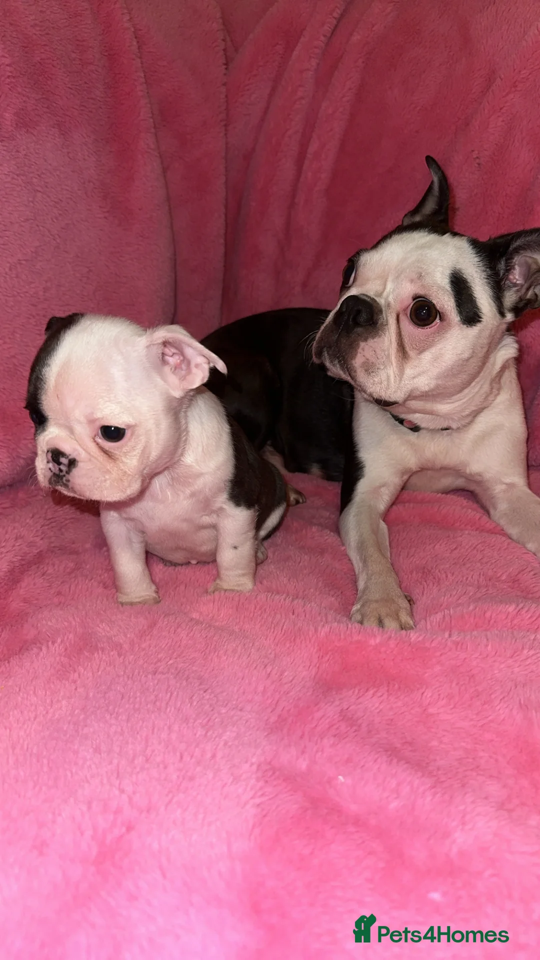 Boston Terrier dogs for sale: Boston Terrier Puppies  in Llanelli - Advert 1