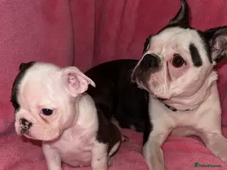 Boston Terrier dogs Boston Terrier Puppies in Llanelli - Advert 15