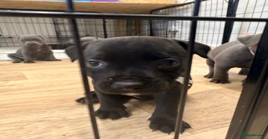 Staffordshire Bull Terrier dogs - Advert 7