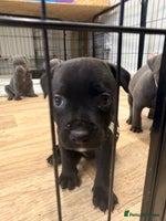 Staffordshire Bull Terrier dogs - Advert 7