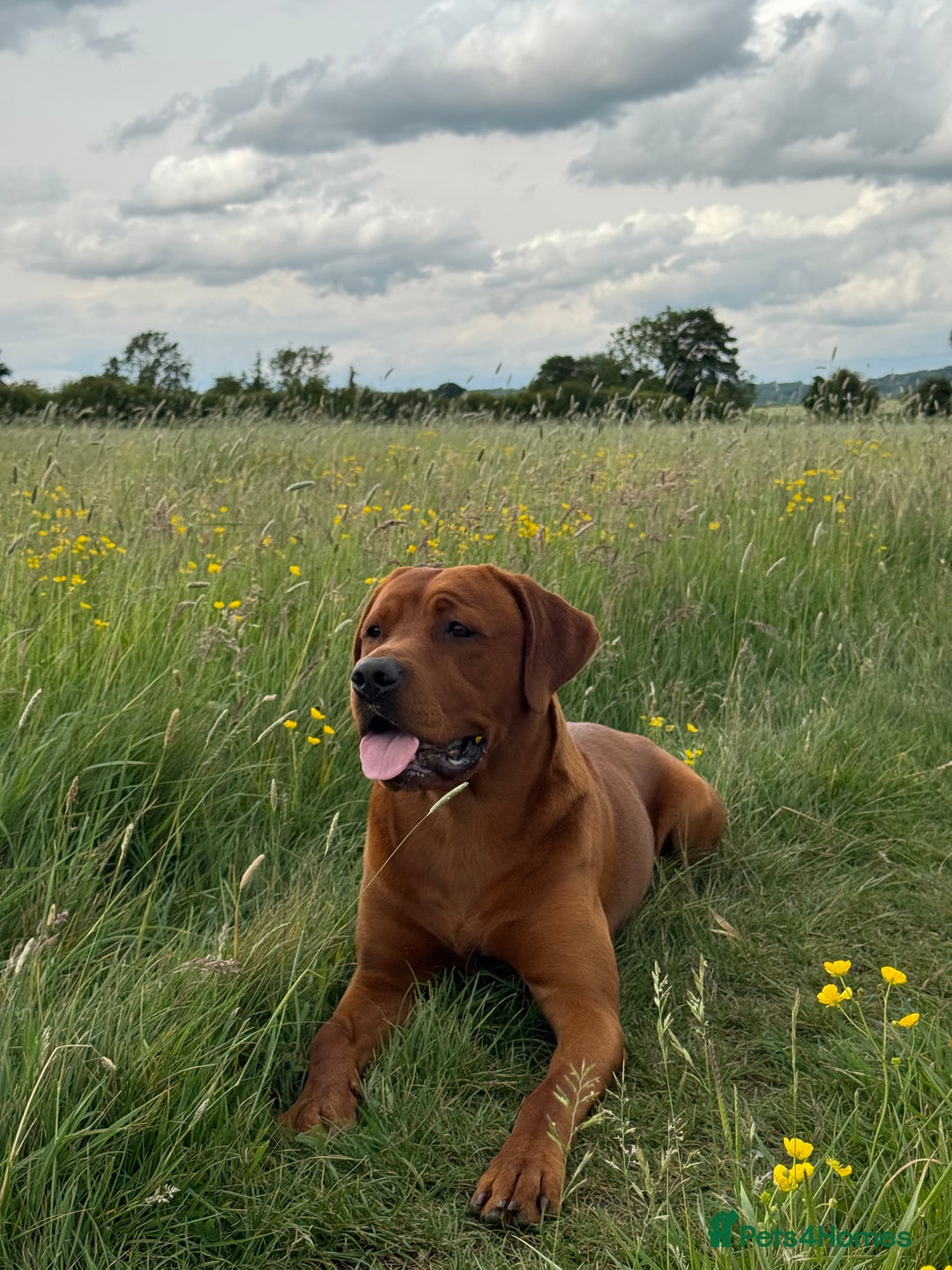 Labrador Retriever dogs for stud: Labrador Stud Sam with the perfect 0’s.  - Advert 8