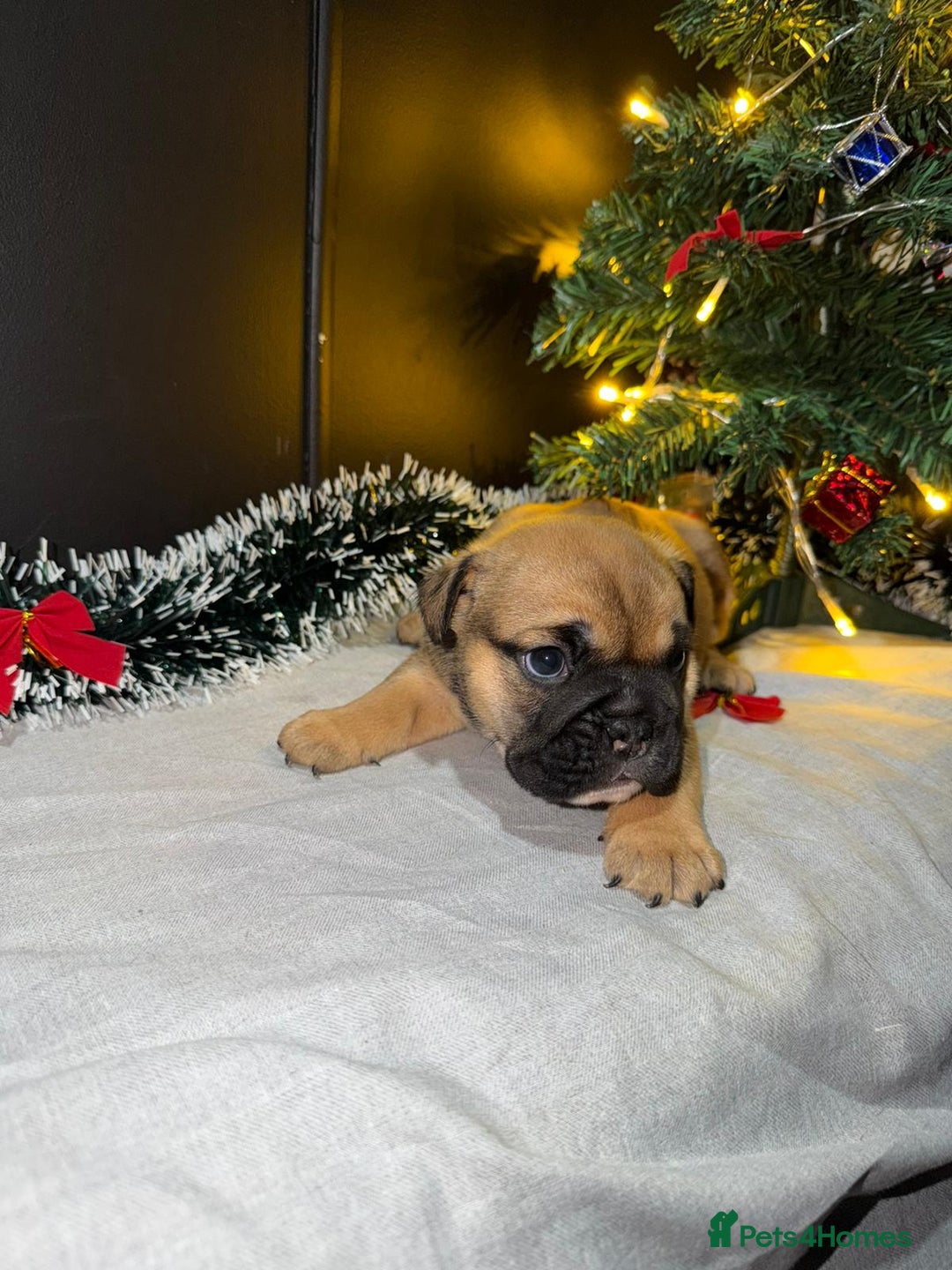 English Bulldog dogs for sale: English Bulldog Puppies Coloured  - Advert 33