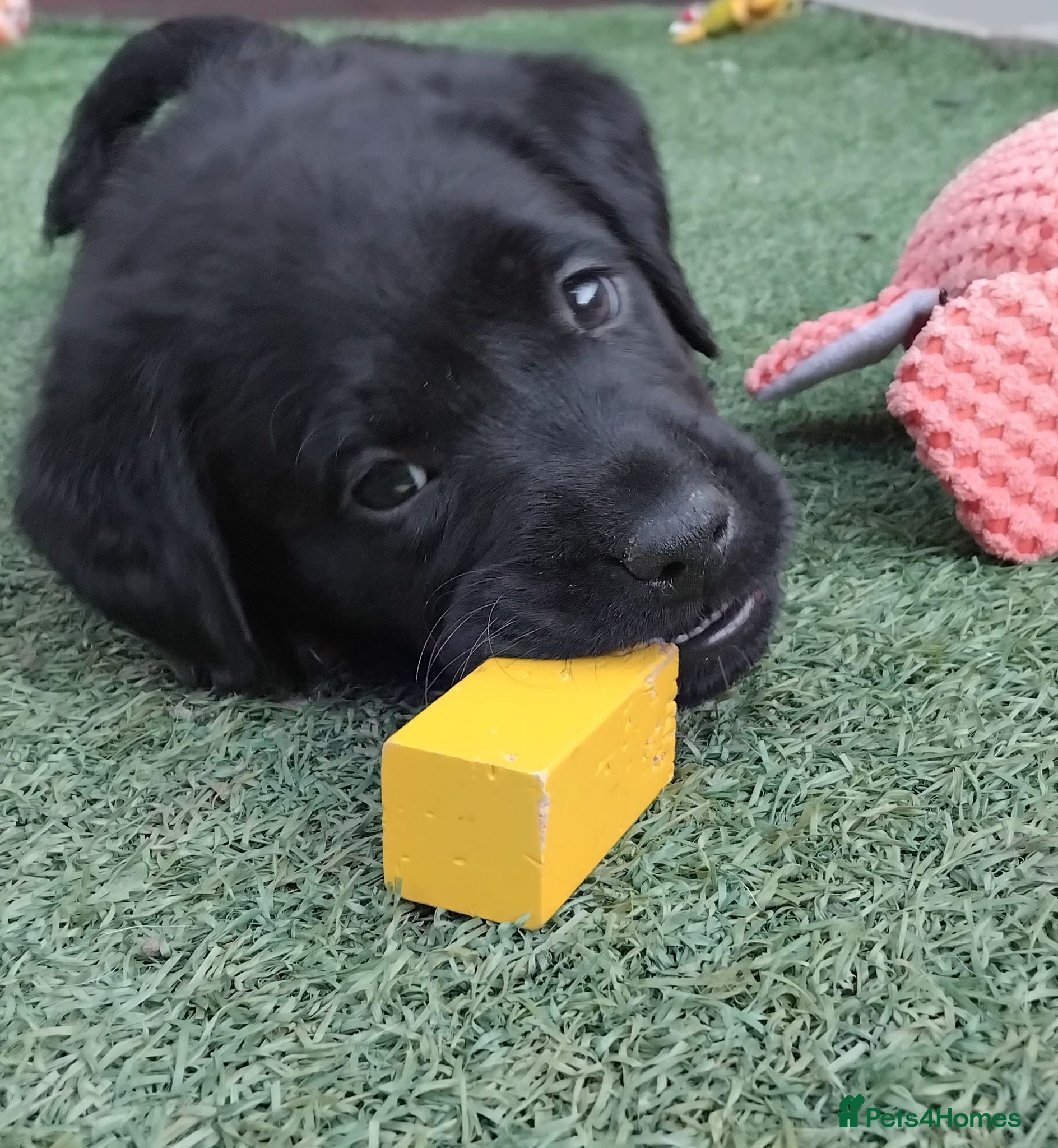 Labrador Retriever dogs 🖤 KC REGISTERED BLACK LABRADOR PUPPIES 🖤 - Advert 14