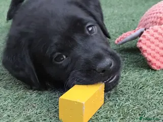 Labrador Retriever dogs 🖤 KC REGISTERED BLACK LABRADOR PUPPIES 🖤 - Advert 14