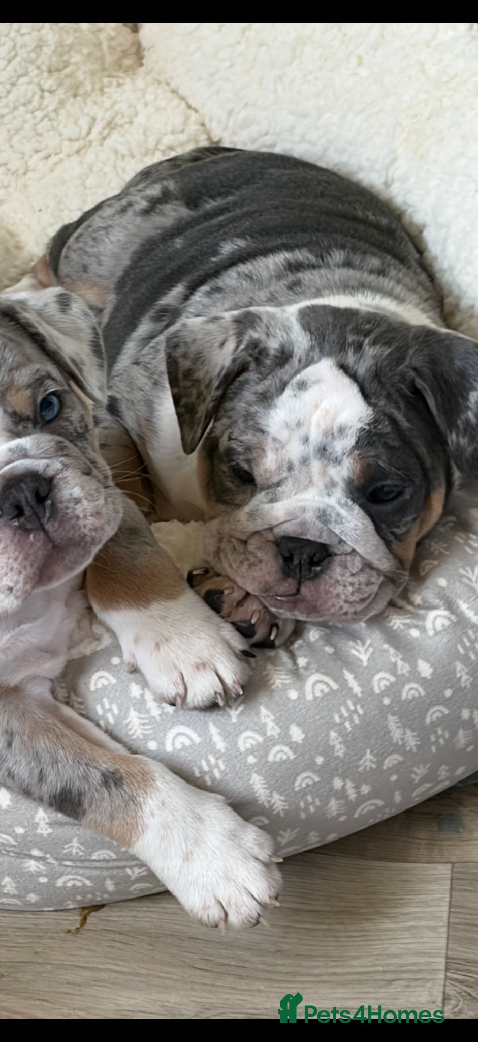 Mixed Breed dogs Olde English bulldog puppies  - Advert 8