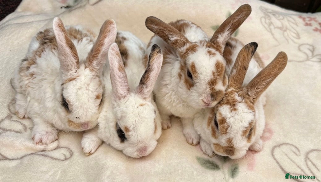 Mini Lop rabbits Mini Plush Lops  - Advert 1