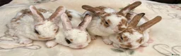 Mini Lop rabbits for sale: Mini Plush Lops  - Advert 1