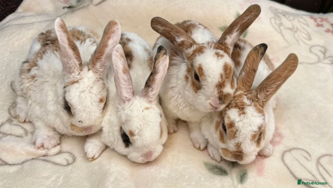 Mini Lop rabbits for sale: Mini Plush Lops  - Advert 1