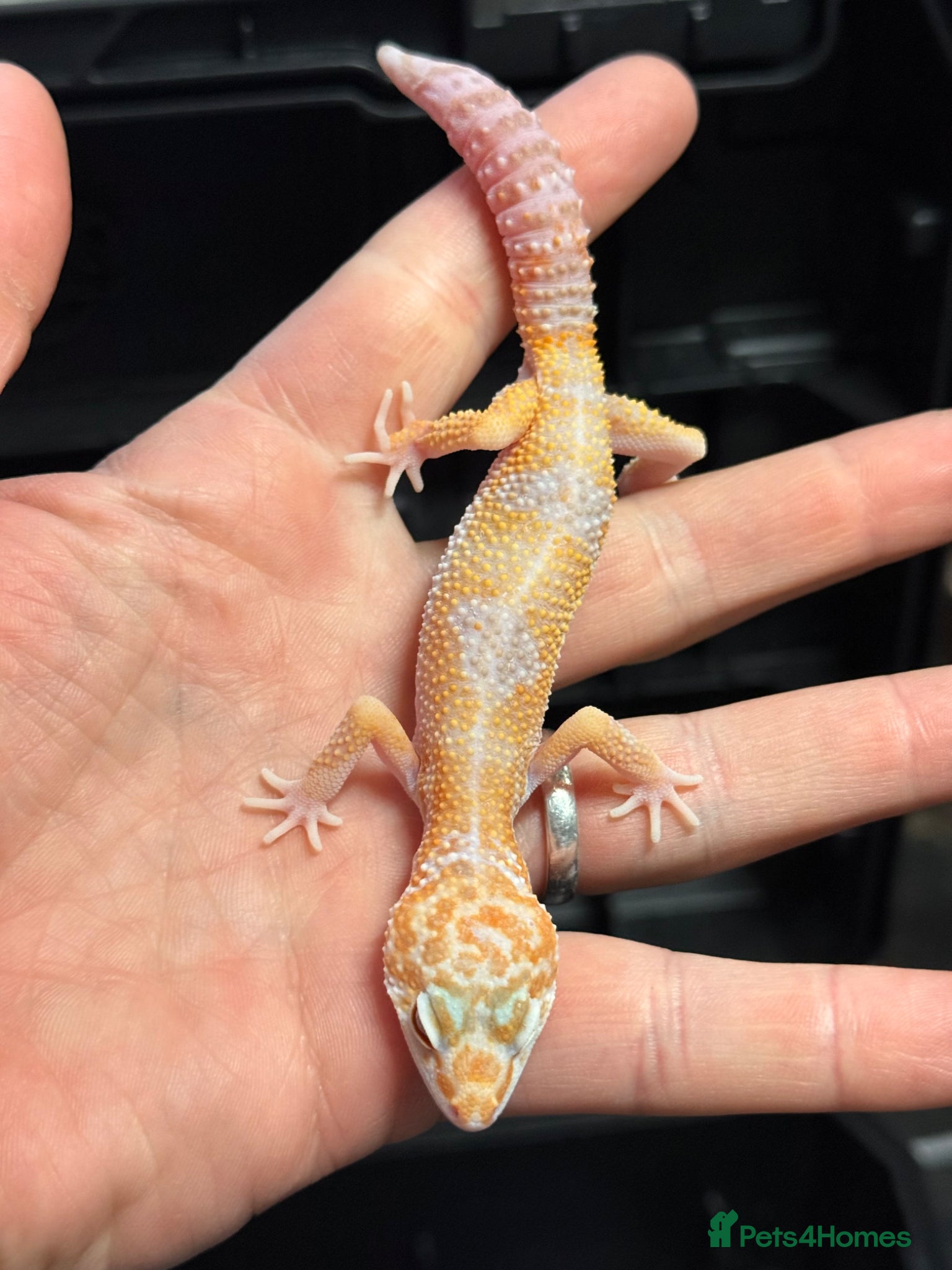 Leopard Gecko reptiles STUNNING LEOPARD GECKOS WOW AMAZING LAST FEW  - Advert 5