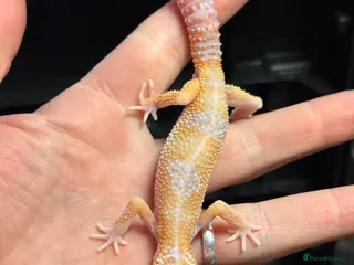 Leopard Gecko reptiles STUNNING LEOPARD GECKOS WOW AMAZING LAST FEW - Advert 11