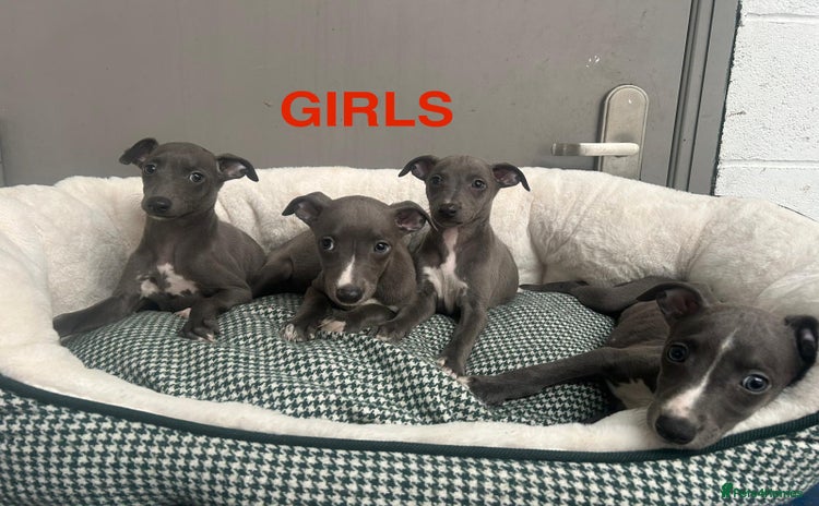 Whippet dogs - Advert 2