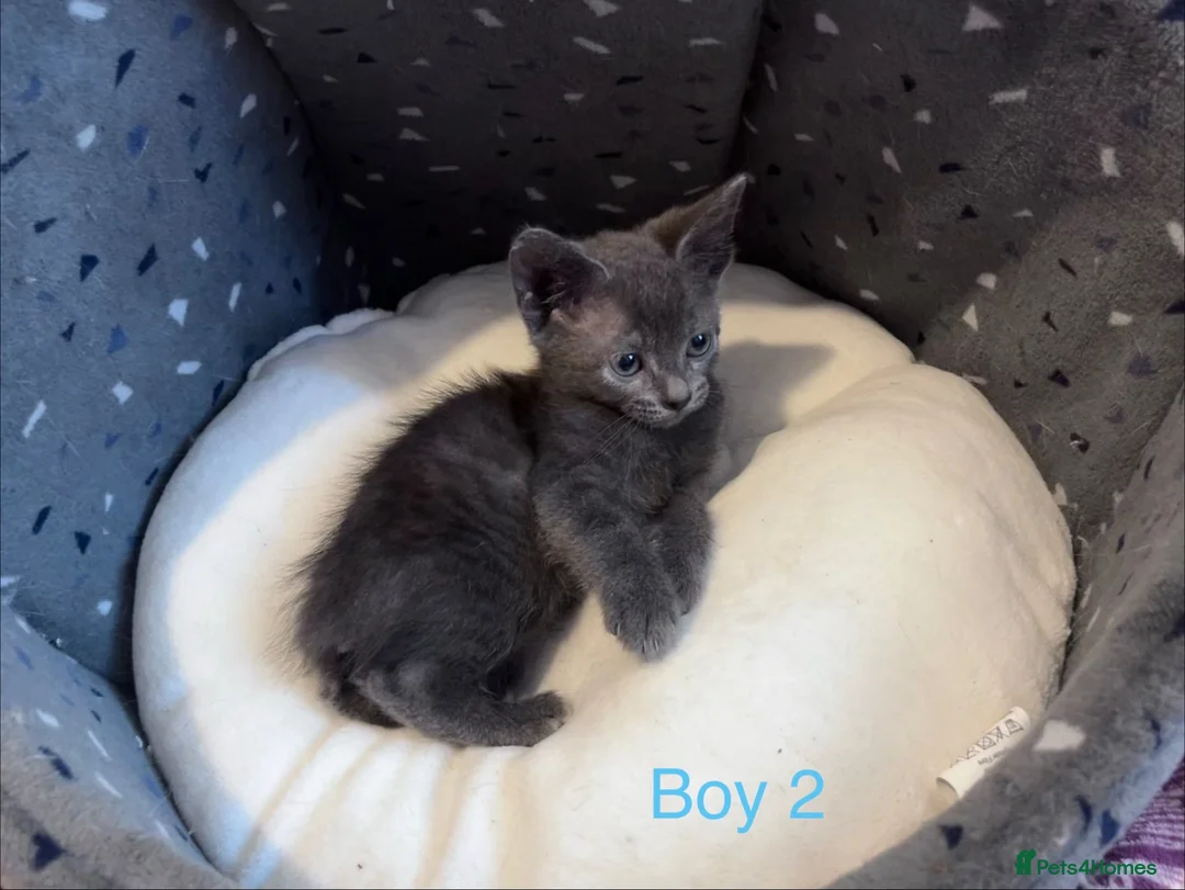 Russian Blue cats for sale: 3 Blue Kittens!  - Advert 2