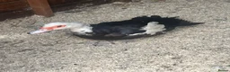 Ducks poultry for sale: Muscovy Breeding Trio - Unrelated  - Advert 4