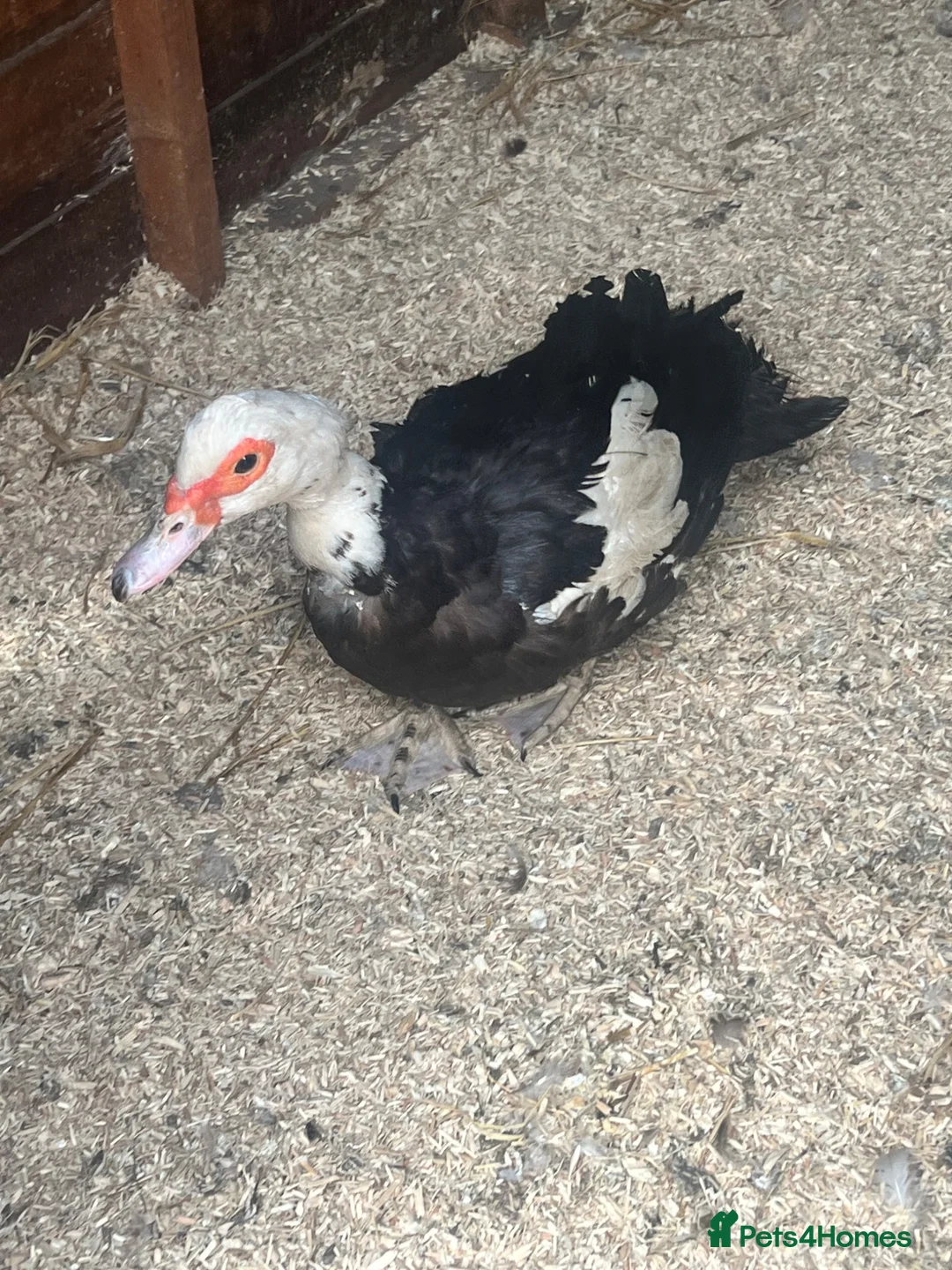 Ducks poultry for sale: Muscovy Breeding Trio - Unrelated  - Advert 4