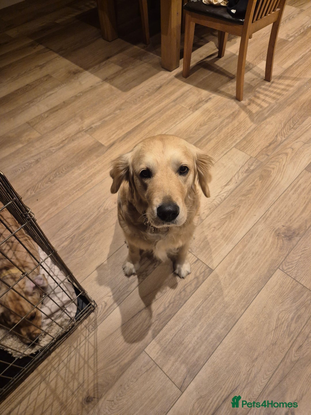 Golden Retriever dogs for sale: 4 month golden retriever pup - Image 2