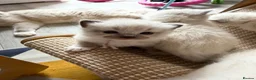 Ragdoll cats for sale: Beautiful Ragdoll 5 kittens  in Cwmbran - Advert 10