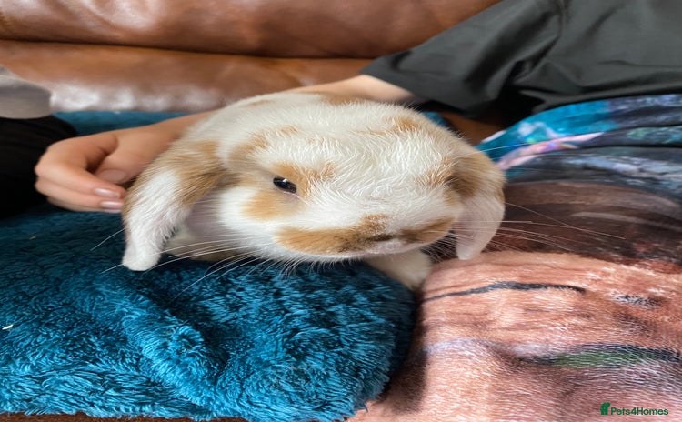 Mini Lop rabbits - Advert 1