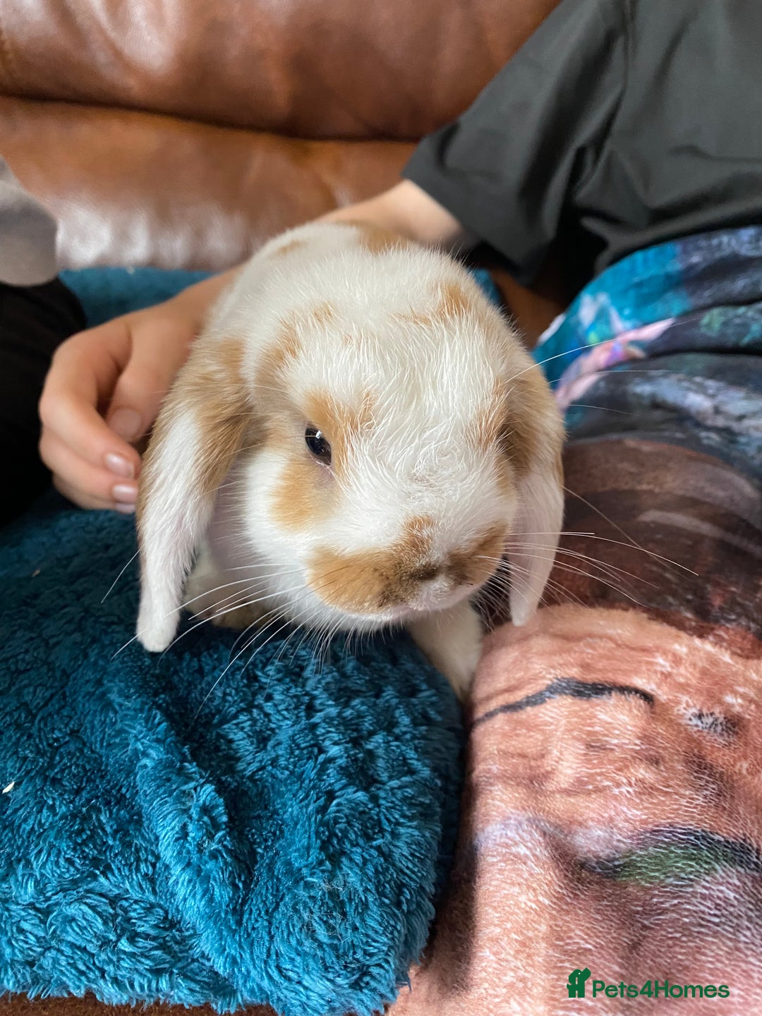 Mini Lop rabbits for sale: Mini lop for sale - Image 1