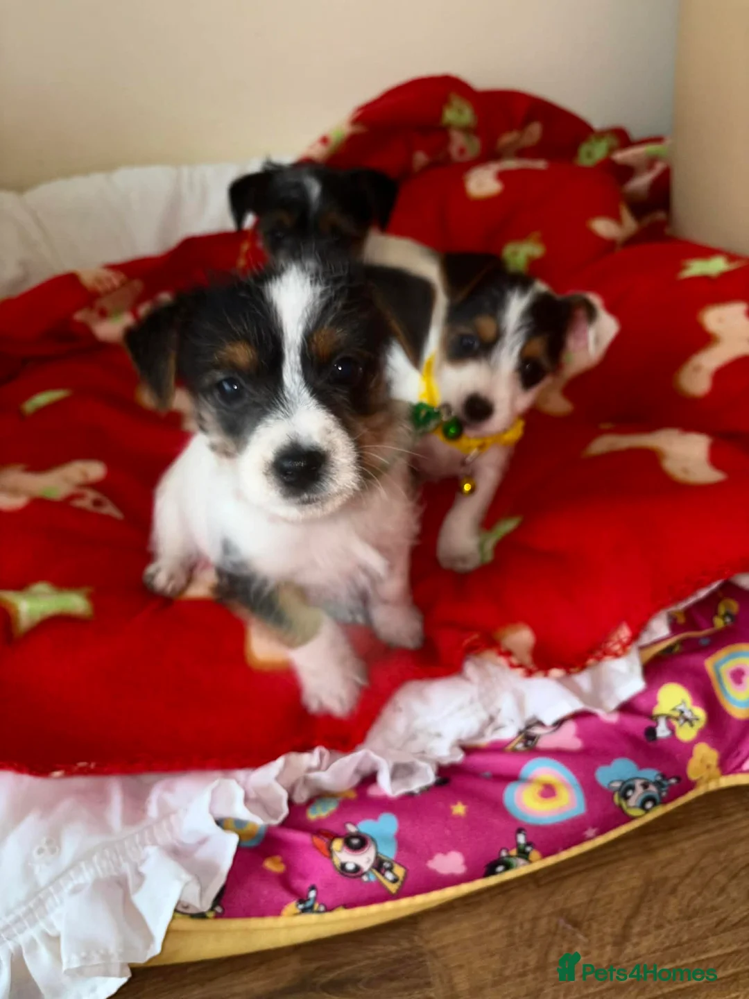 Jack Russell dogs for sale: Jack Russell Male Pups in Bedworth - Advert 2
