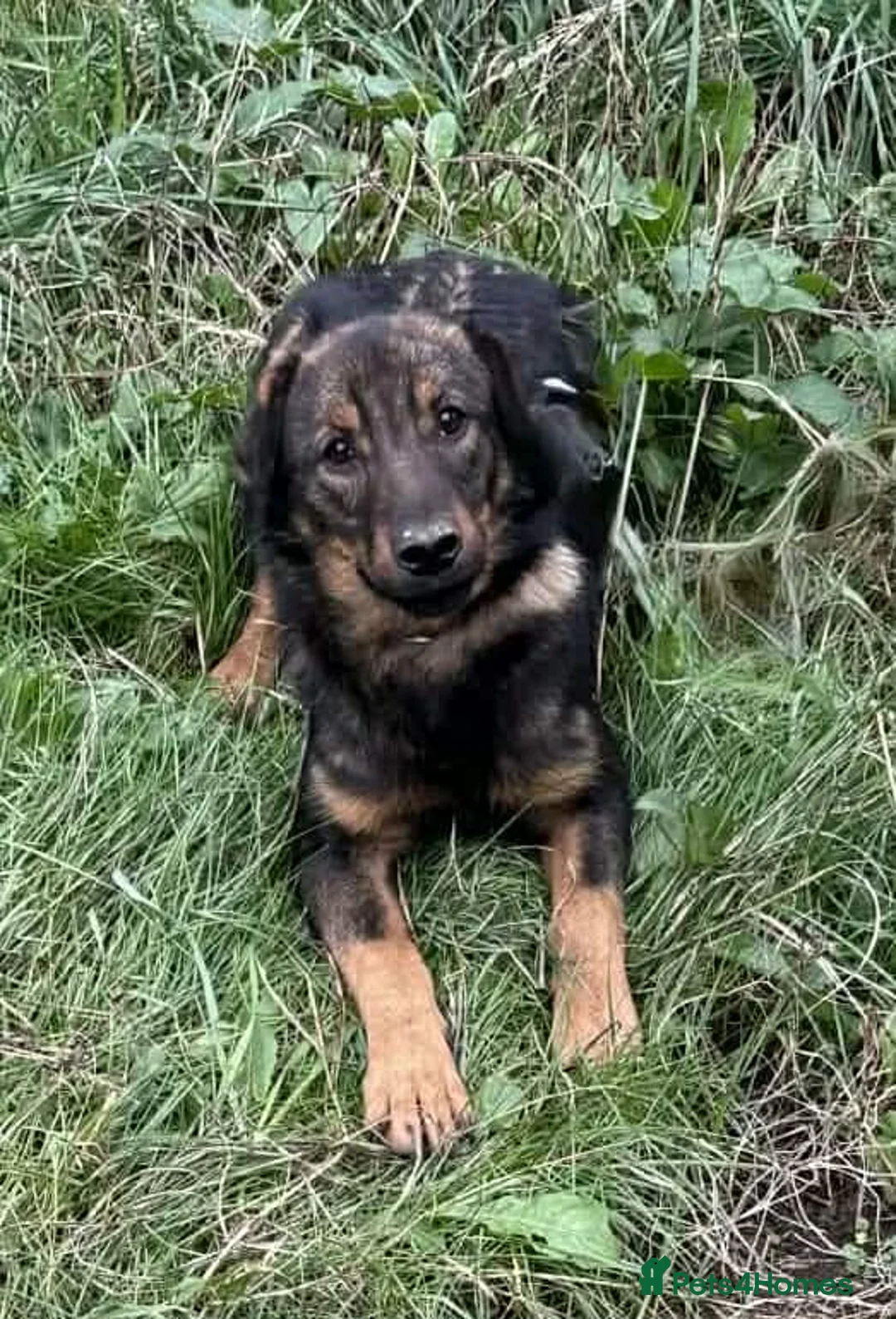 Mixed Breed dogs for adoption: Reim! - Advert 3