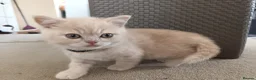 British Shorthair cats for sale: GCCF registered cream and lilac BSH - Advert 24