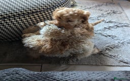 Mixed Breed dogs for sale: Cavapoo/ cockapoo puppy ready now  - Image 7