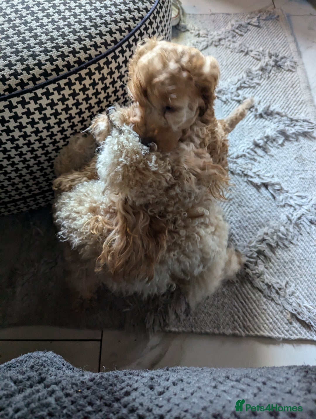 Mixed Breed dogs for sale: Cavapoo/ cockapoo puppy ready now  - Image 7