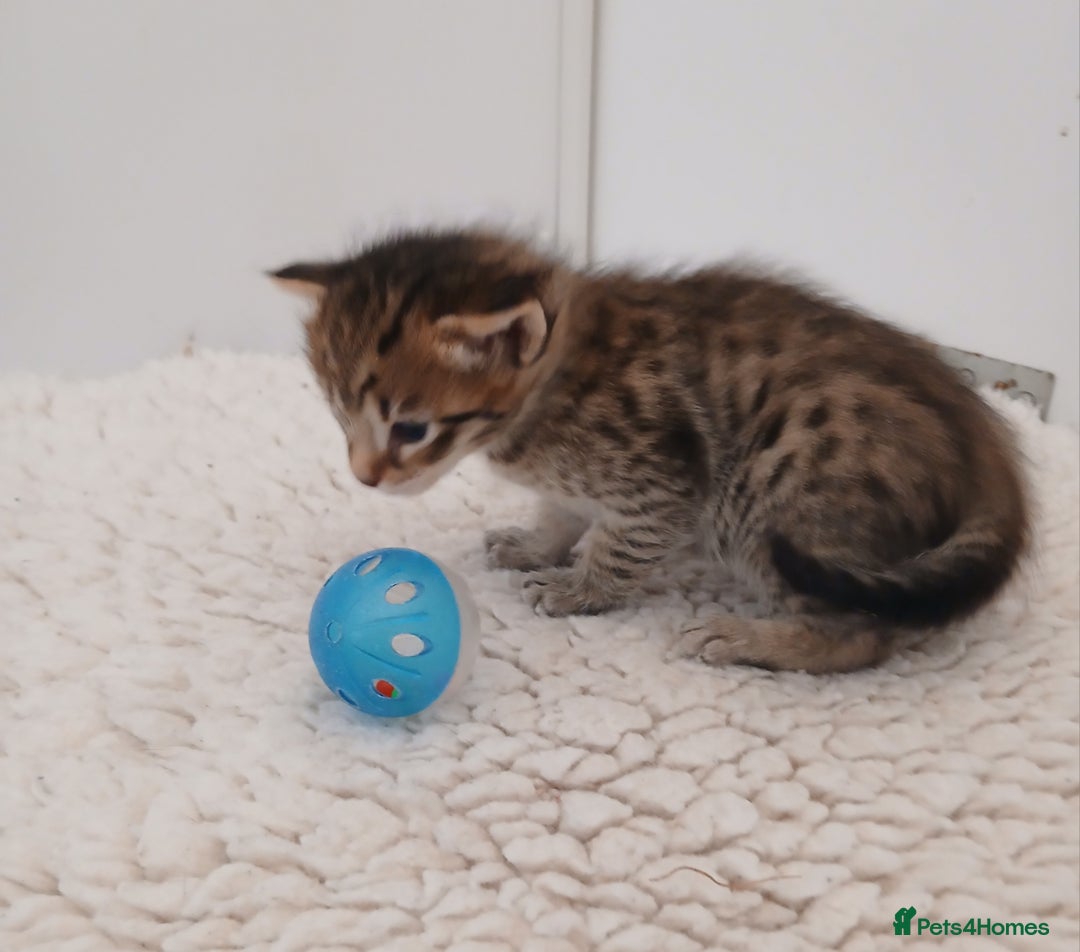 Savannah cats for sale: Savannah x Maine Coon kittens - Advert 8