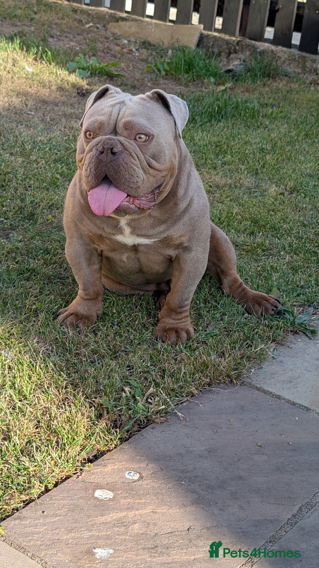 English Bulldog dogs for sale: 2 year old Male - Advert 2
