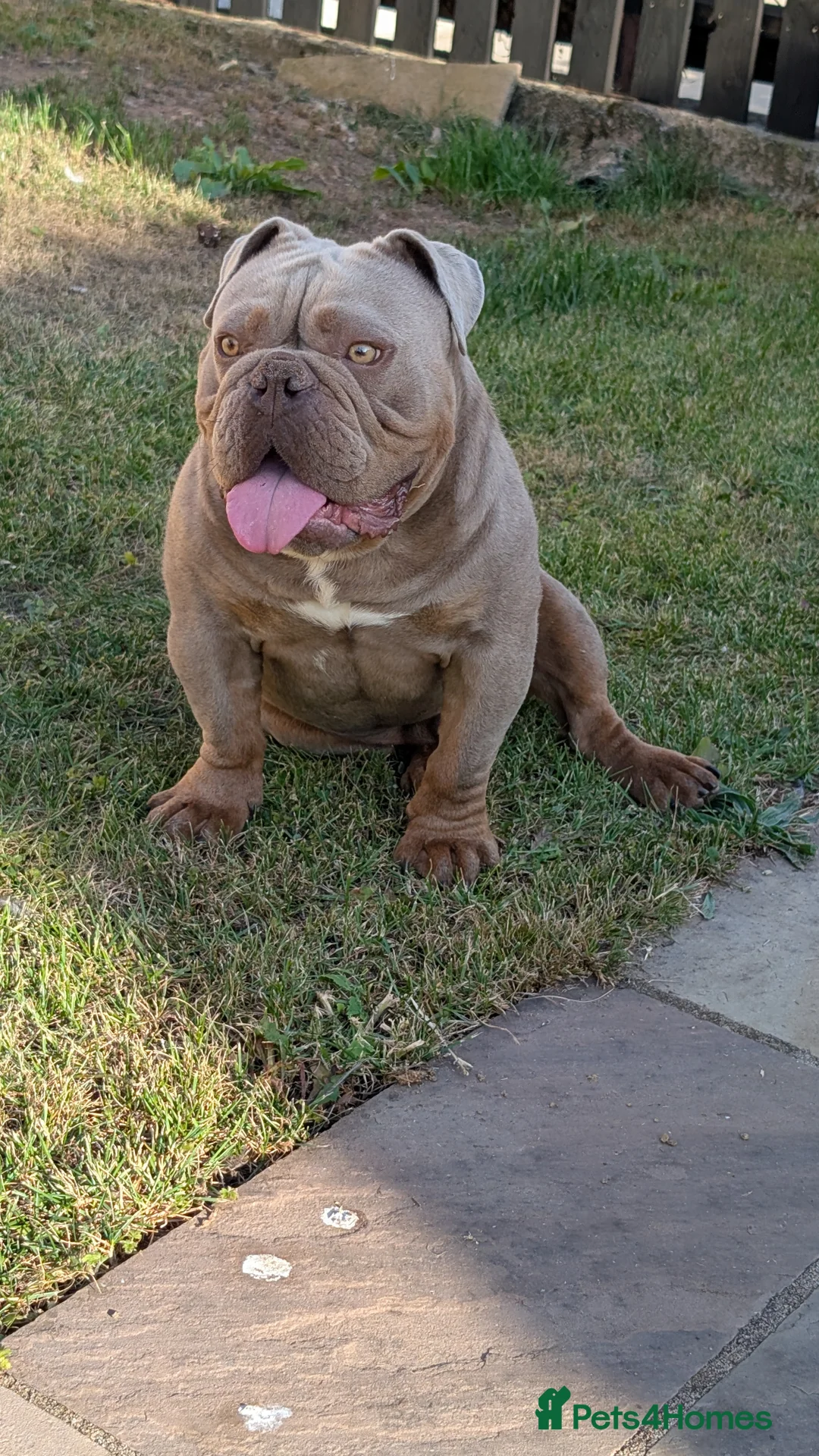 English Bulldog dogs for sale: 2 year old Male - Advert 2