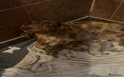Miniature Dachshund dogs for sale: 5 long hair miniature dachshund  - Image 1